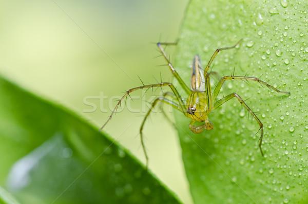 商业照片: 长腿 · 蜘蛛 · 绿色 · 性质 · 森林 · 花园