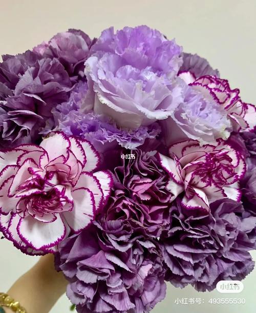 紫色系康乃馨