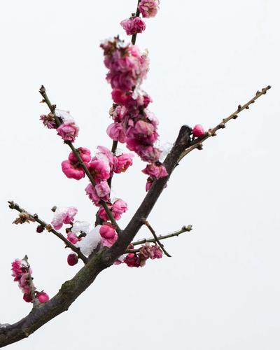 其它 寒梅傲雪 写美篇近几年碧沙岗公园每年都举办迎新春蜡梅梅花展