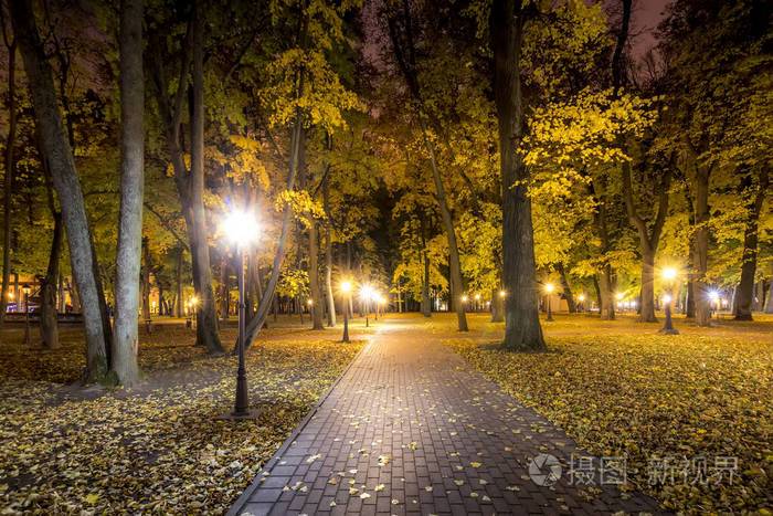 秋天的夜景公园黄叶飘落