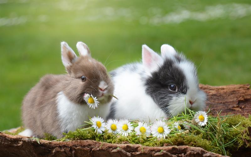 壁纸 两只可爱的兔子和洋甘菊