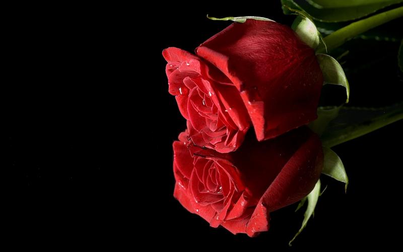 两朵红玫瑰,黑色背景 壁纸