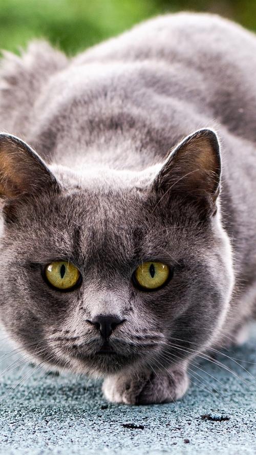 灰色的猫准备攻击 750x1334 iphone 8/7/6/6s 壁纸,图片,背景,照片