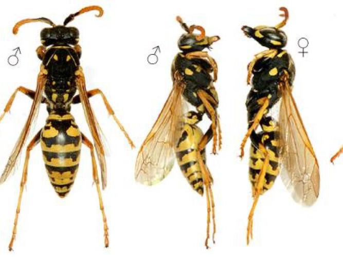 如何区分蜜蜂胡蜂黄蜂马蜂熊蜂以及那些长得像蜂的家伙