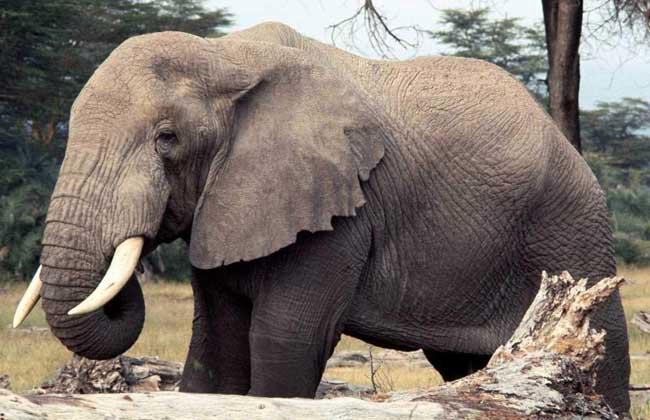 大象的寿命多长?