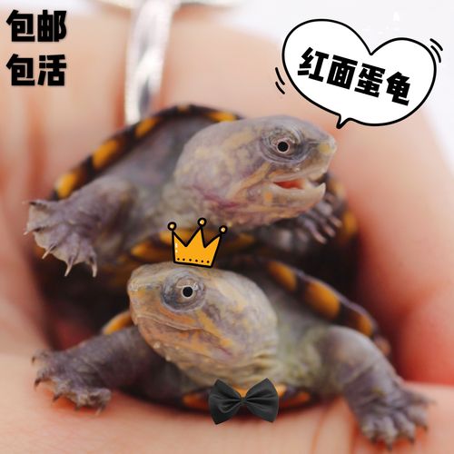 红面蛋龟苗宠物龟乌龟观赏龟深水龟杂食