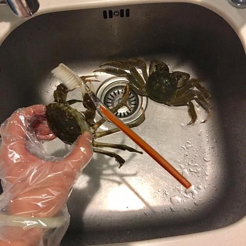 螃蟹用牙刷洗净 宾馆里带回的一次性牙刷特别好用 这螃蟹异常凶猛,夹