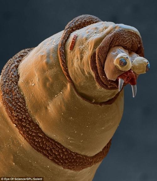 高倍显微镜下的微生物 没听过的水熊虫(11)