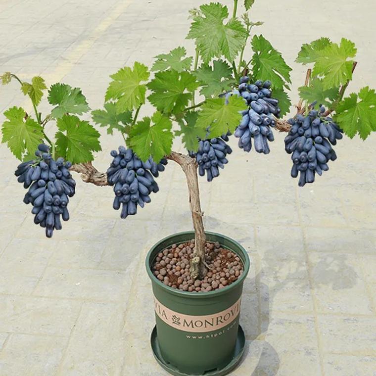 盆栽葡萄想要结果多,需做好土壤,施肥,浇水三个环节