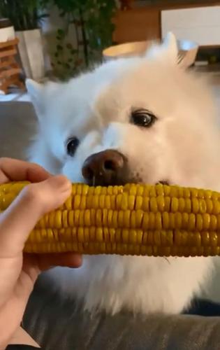 狗特别喜欢吃玉米