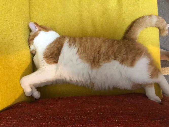 猫露出肚皮伸的很长睡觉
