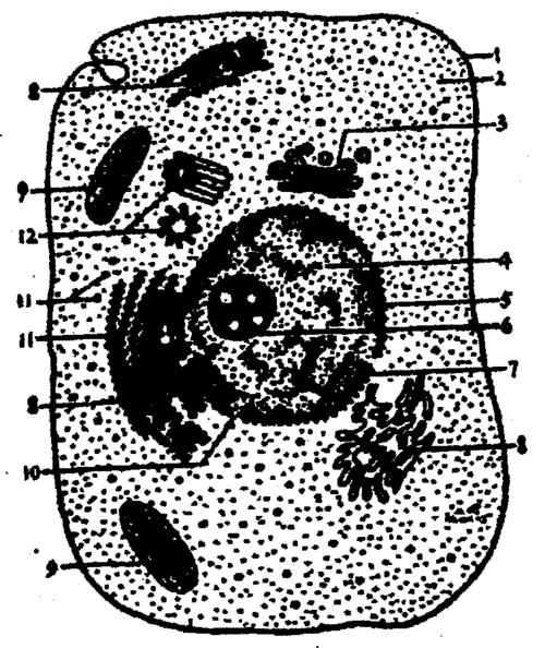 右图是动物细胞亚显微结构模式图.依据图