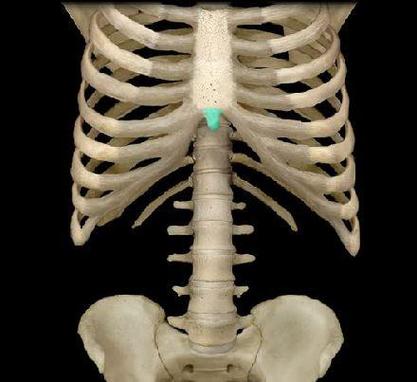 p>胸骨剑突系胸骨下方呈剑尖的部分.
