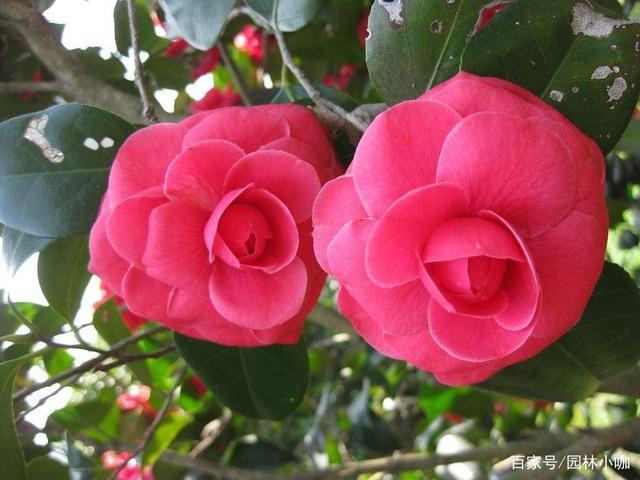 花中娇客山茶花,中国十大名花之一,常绿小灌木或乔木.花期长,花色多.