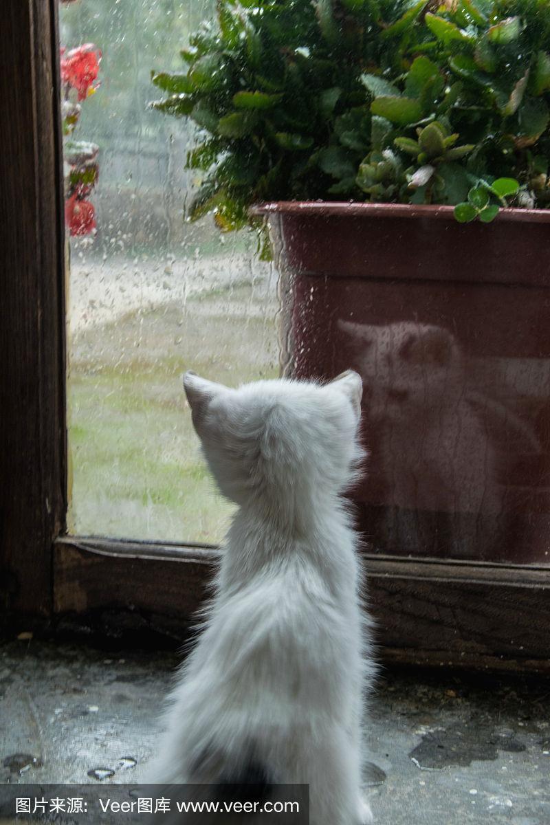 小猫咪在窗户边看雨