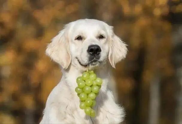 狗狗能吃的八种水果(这些水果已上狗狗)(2)