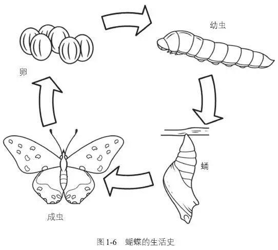 蝴蝶的一生蝴蝶各种之间的生殖隔离往往与雄性外生殖器结构的不同有