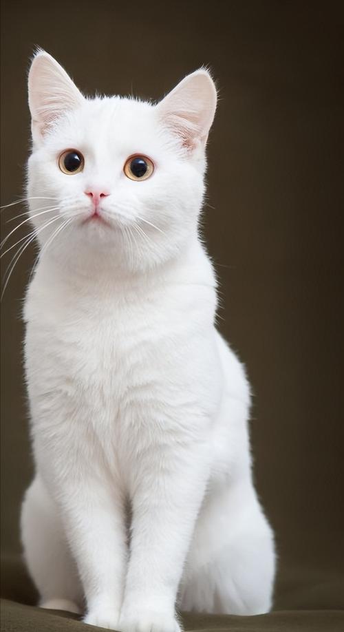 白猫为何遭人