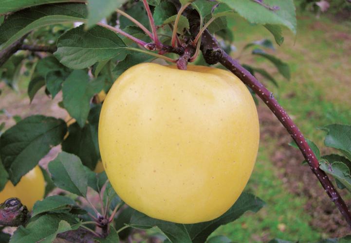 日本产量第二高的苹果品种