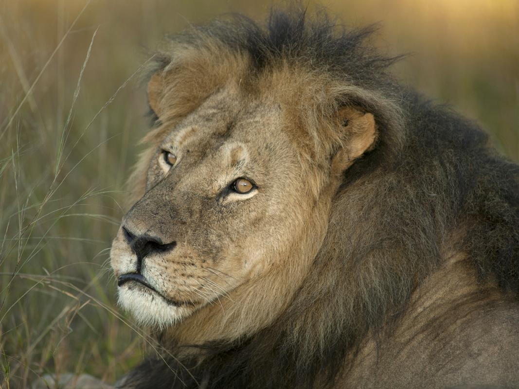 为什么雄狮有鬃毛,而雌狮却没有,其他雄性猫科动物也没有?