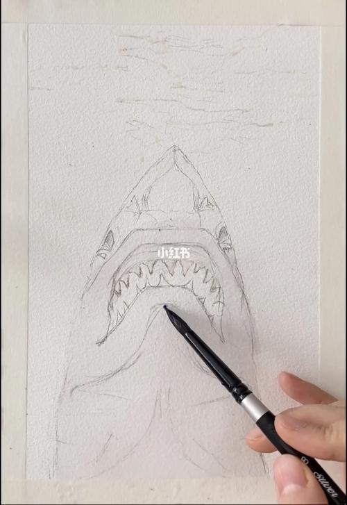 绘画鲨鱼