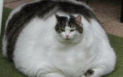 世界上最肥的猫,没有最胖只有更胖