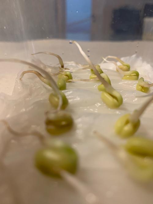 绿豆发芽过程图片8天