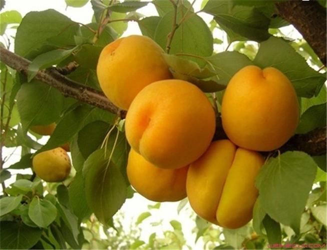 吃杏有什么功效和作用