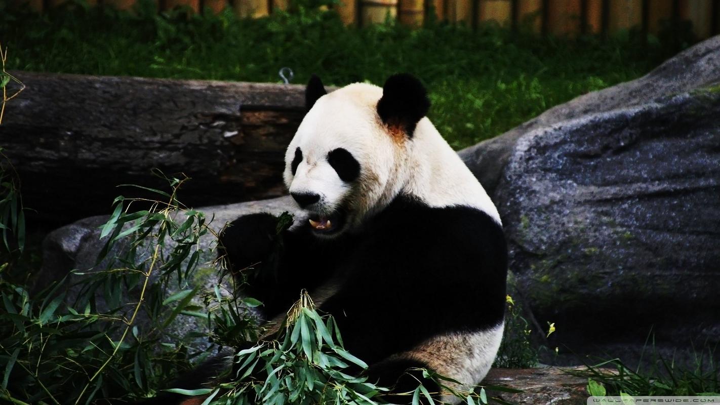 国宝大熊猫吃竹子的可爱高清图片桌面壁纸下载