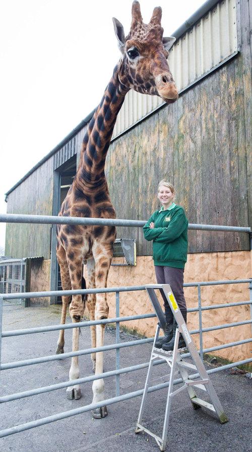 世界最高的长颈鹿 有多高?