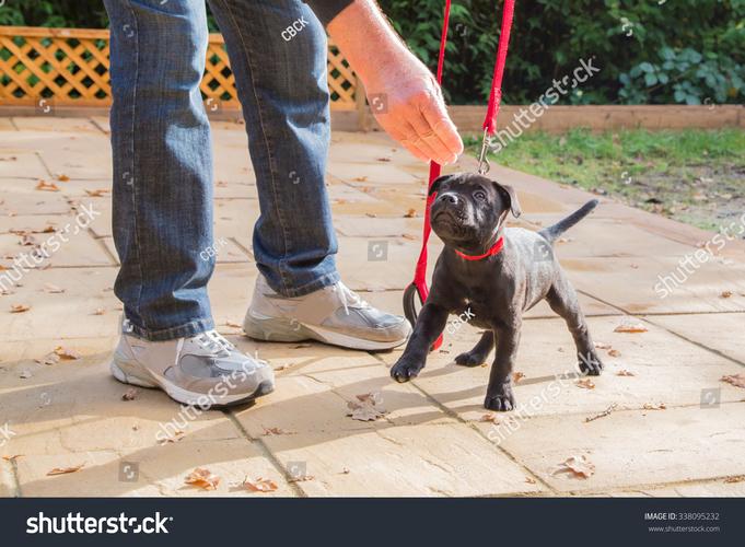 a cute black staffordshire bull terrier puppy with a red collar