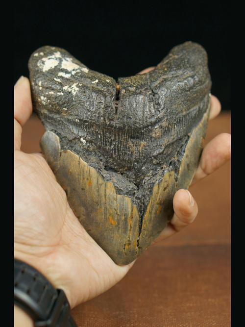 巨齿鲨  #化石  #古生物化石  #鲨鱼牙