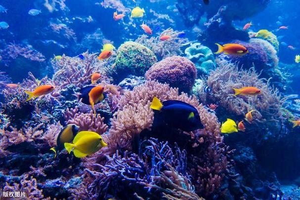 珊瑚是一种动物还是植物,颜色只是我的保护色(珊瑚是一种植物还是一种