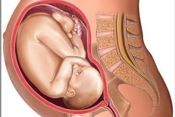 怀孕肚子变化过程视频