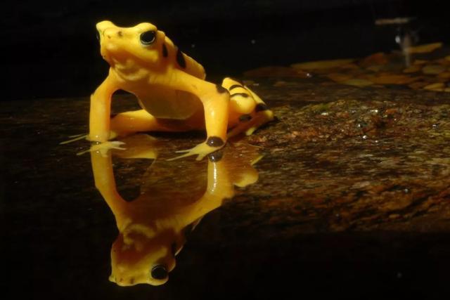 巴西黄金蛙吃什么