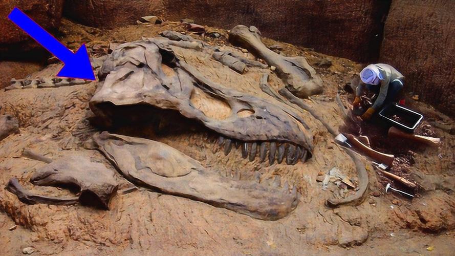 全世界最大的恐龙化石,重达77吨的雷龙化石,一个小腿就2.4米!
