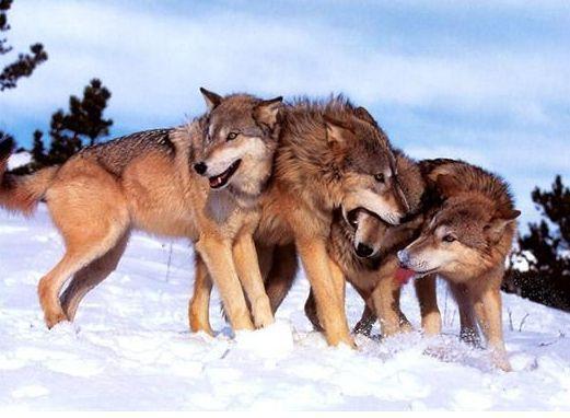 体型比狐狸稍大但小于狼,体长约85-130厘米,体重15-32千克,和中华田园