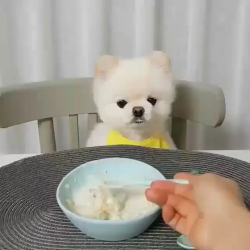 小狗吃饭
