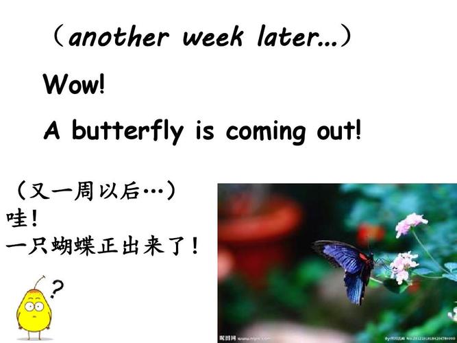 a butterfly is coming out! (又一周以后…) 哇! 一只蝴蝶正出来了!