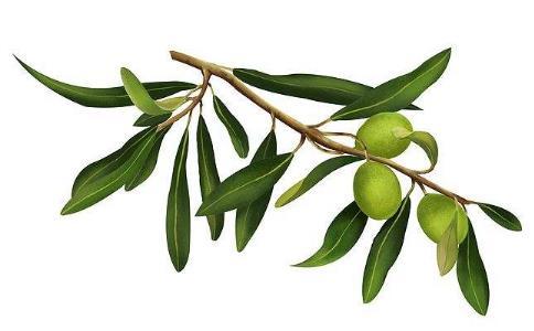 橄榄枝有什么象征意义?