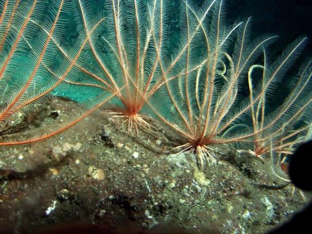海百合是一种生活在海底的美丽生物,外形像一朵盛开的百合花.
