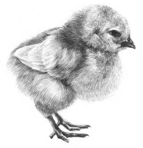 小动物素描教程教你画一只可爱的小鸡步骤详细适合初学者