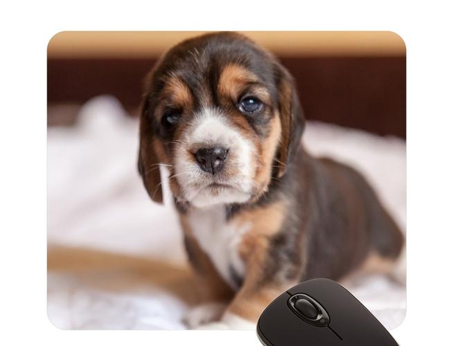 beagle puppy dog muzzle 96275 1024x768