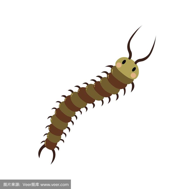 可爱的蜈蚣动物卡通人物矢量插图.