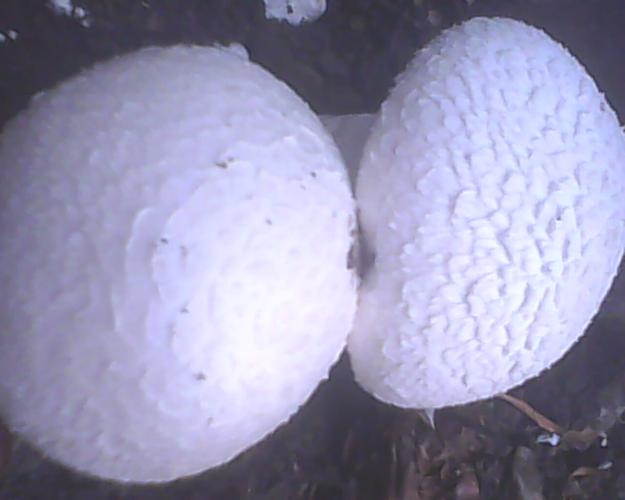 花盆里长出了圆形白色的蘑菇,请问有毒么?