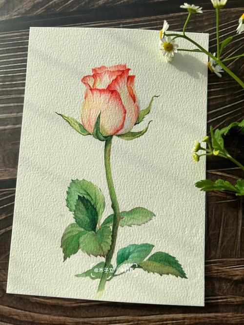 水彩花卉艾莎玫瑰上色过程线稿