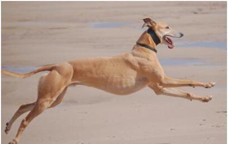 世界上跑得最快的狗,格力犬奔跑时速最高可达70公里