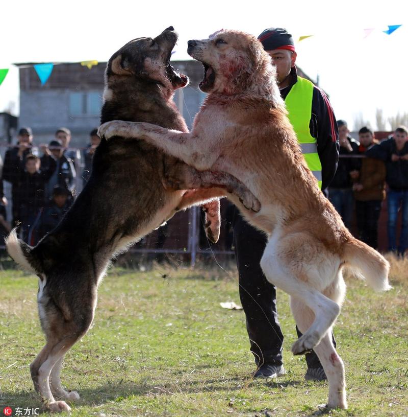 吉尔吉斯斯坦举行斗狗比赛 猎狼犬激烈