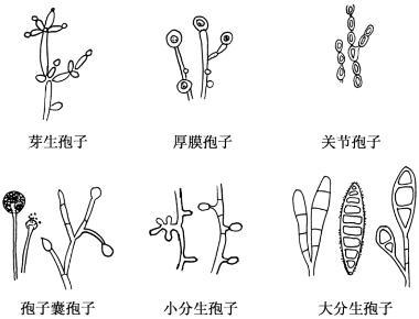 ①叶状孢子,由菌丝体细胞直接形成的生殖孢子,包括芽生孢子(如酵母菌