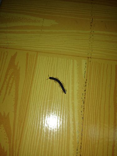 家里上个月开始一直出现这种很像蜈蚣的虫子,很多很多往往早上起来就